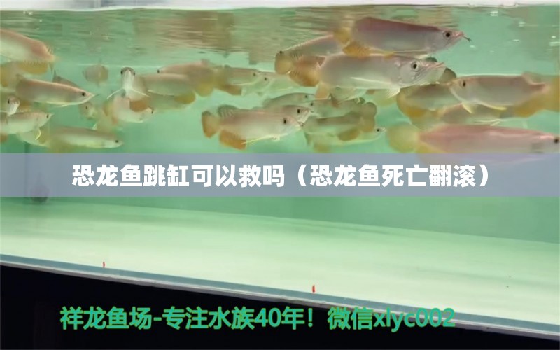 恐龍魚跳缸可以救嗎（恐龍魚死亡翻滾） 觀賞魚批發(fā)