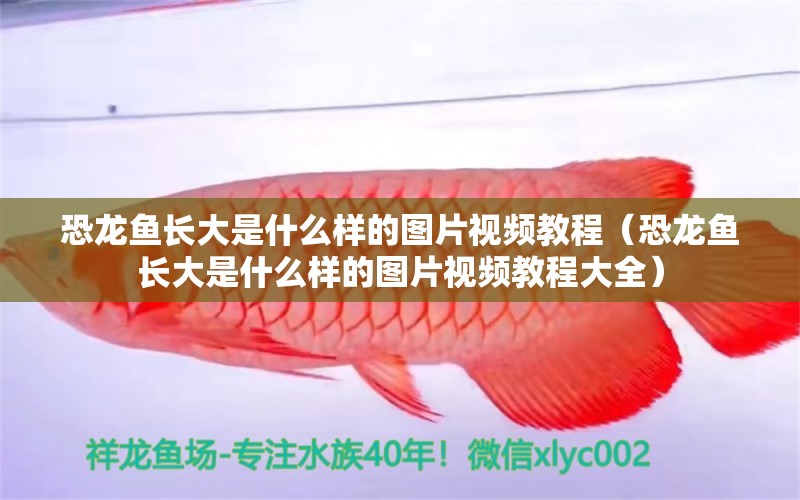 恐龍魚長大是什么樣的圖片視頻教程（恐龍魚長大是什么樣的圖片視頻教程大全）