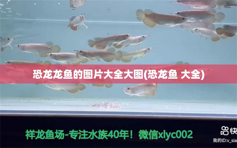 恐龍龍魚的圖片大全大圖(恐龍魚 大全) 雙線側(cè)魚