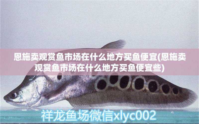 恩施賣觀賞魚市場在什么地方買魚便宜(恩施賣觀賞魚市場在什么地方買魚便宜些) 虎紋銀版魚