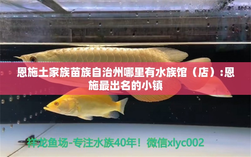 恩施土家族苗族自治州哪里有水族館（店）:恩施最出名的小鎮(zhèn) 觀賞魚水族批發(fā)市場