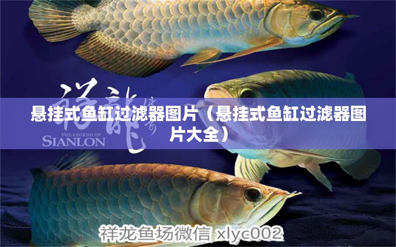 懸掛式魚缸過濾器圖片（懸掛式魚缸過濾器圖片大全） 白子銀版魚