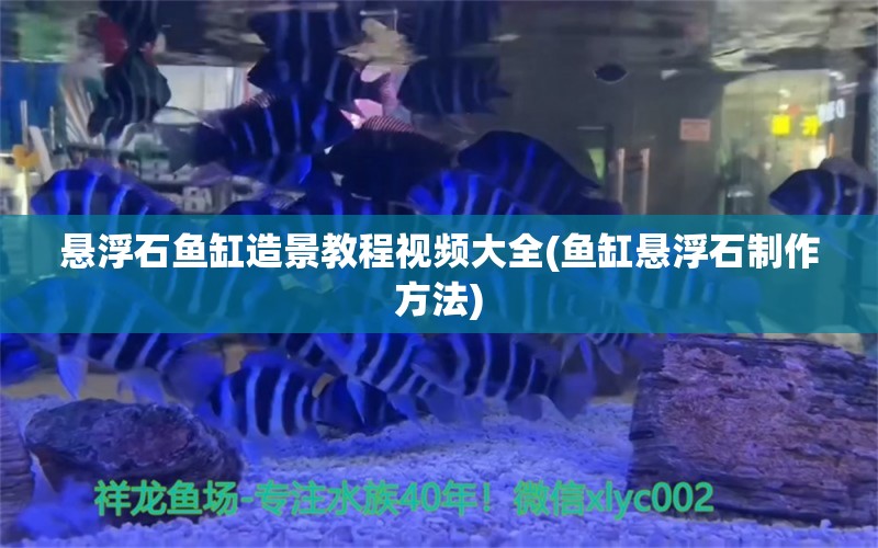 懸浮石魚缸造景教程視頻大全(魚缸懸浮石制作方法) 斑馬鴨嘴魚 第2張