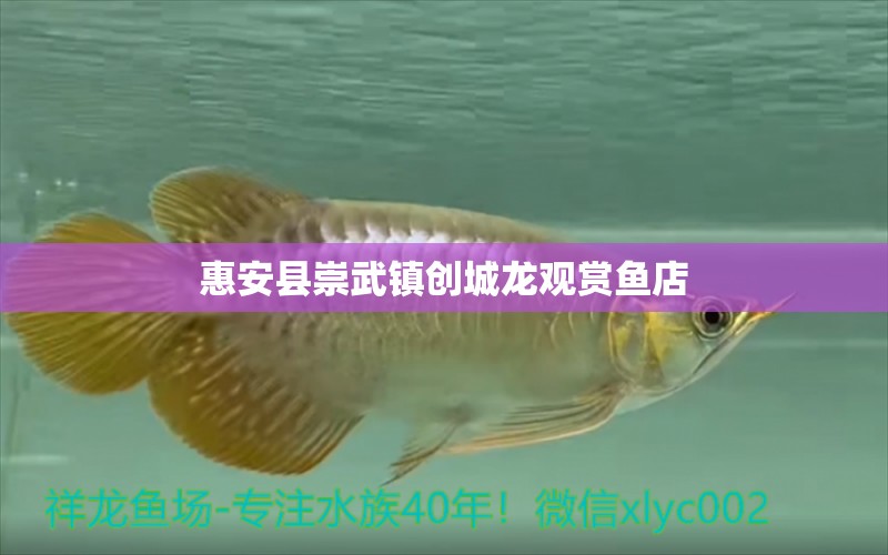 惠安縣崇武鎮(zhèn)創(chuàng)城龍觀賞魚店 全國水族館企業(yè)名錄