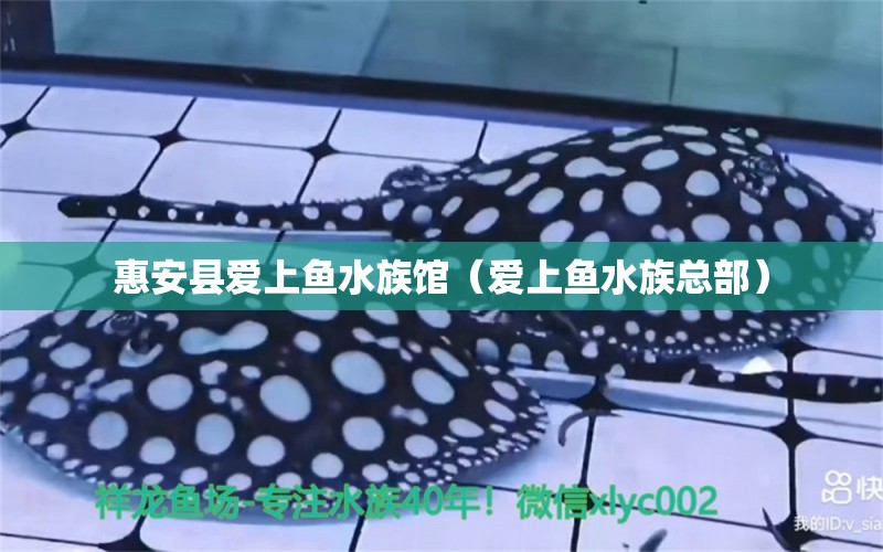 惠安縣愛上魚水族館（愛上魚水族總部）