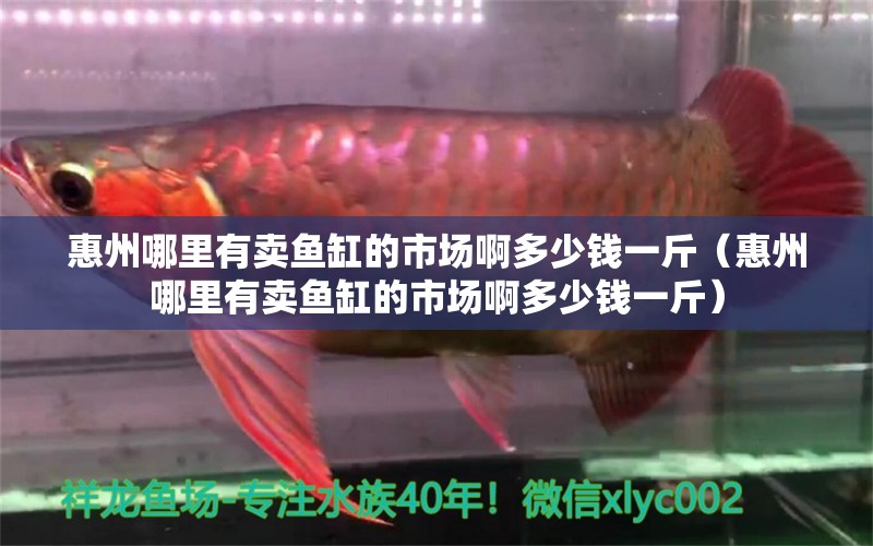 惠州哪里有賣魚缸的市場啊多少錢一斤（惠州哪里有賣魚缸的市場啊多少錢一斤） 帝王迷宮魚