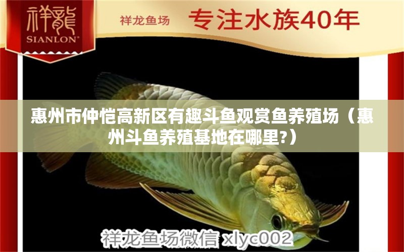 惠州市仲愷高新區(qū)有趣斗魚觀賞魚養(yǎng)殖場(chǎng)（惠州斗魚養(yǎng)殖基地在哪里?）