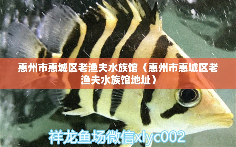 惠州市惠城區(qū)老漁夫水族館（惠州市惠城區(qū)老漁夫水族館地址） 全國(guó)水族館企業(yè)名錄