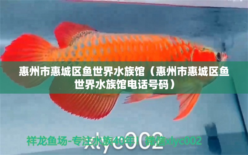 惠州市惠城區(qū)魚世界水族館（惠州市惠城區(qū)魚世界水族館電話號碼）