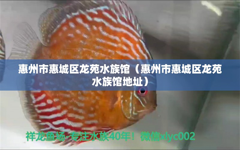 惠州市惠城區(qū)龍苑水族館（惠州市惠城區(qū)龍苑水族館地址）