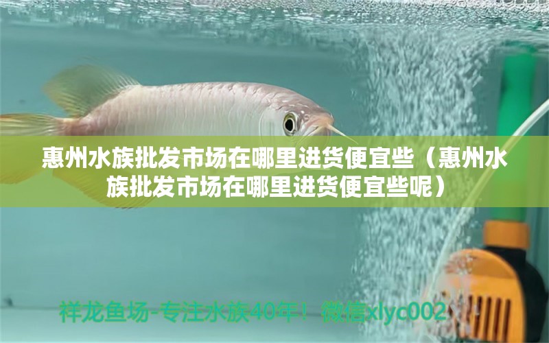 惠州水族批發(fā)市場在哪里進貨便宜些（惠州水族批發(fā)市場在哪里進貨便宜些呢）