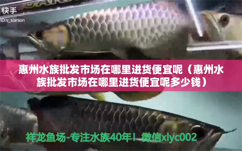 惠州水族批發(fā)市場在哪里進(jìn)貨便宜呢（惠州水族批發(fā)市場在哪里進(jìn)貨便宜呢多少錢） 觀賞魚水族批發(fā)市場