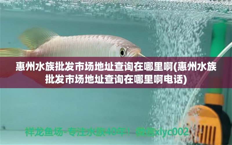 惠州水族批發(fā)市場地址查詢在哪里啊(惠州水族批發(fā)市場地址查詢在哪里啊電話) 觀賞魚水族批發(fā)市場