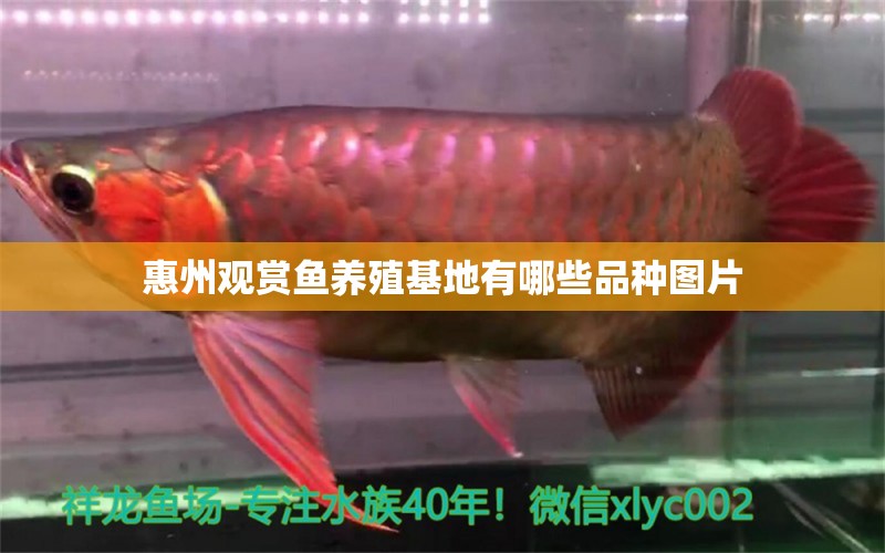 惠州觀賞魚養(yǎng)殖基地有哪些品種圖片