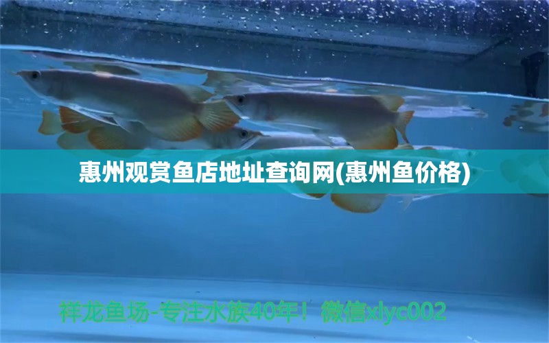 惠州觀賞魚店地址查詢網(wǎng)(惠州魚價(jià)格) 白化巴西龜（白巴）