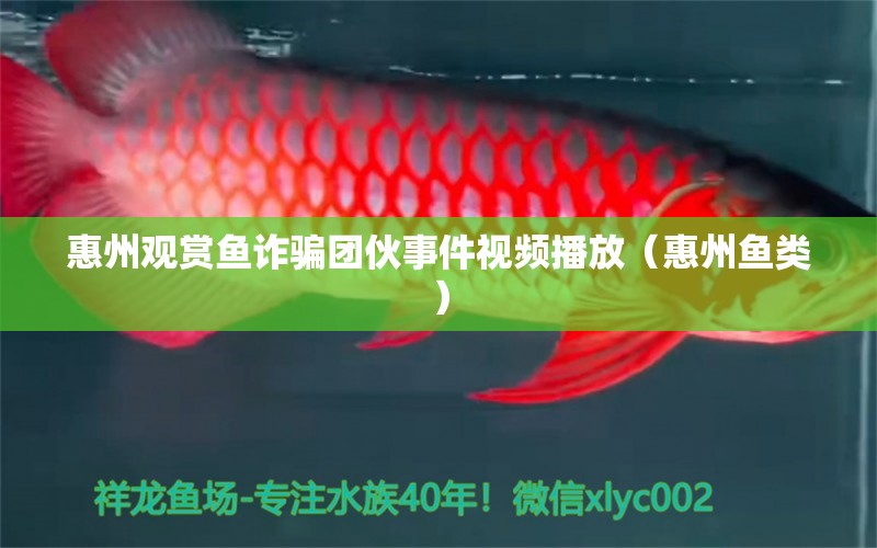 惠州觀賞魚詐騙團伙事件視頻播放（惠州魚類）