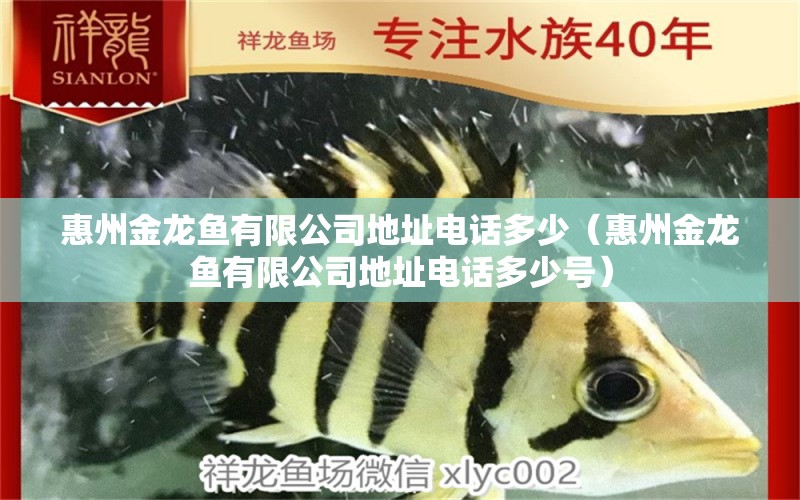 惠州金龍魚有限公司地址電話多少（惠州金龍魚有限公司地址電話多少號(hào)）