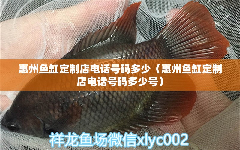 惠州魚缸定制店電話號碼多少（惠州魚缸定制店電話號碼多少號） 銀龍魚苗