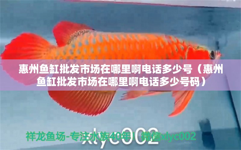 惠州魚缸批發(fā)市場在哪里啊電話多少號（惠州魚缸批發(fā)市場在哪里啊電話多少號碼） 觀賞魚市場（混養(yǎng)魚）