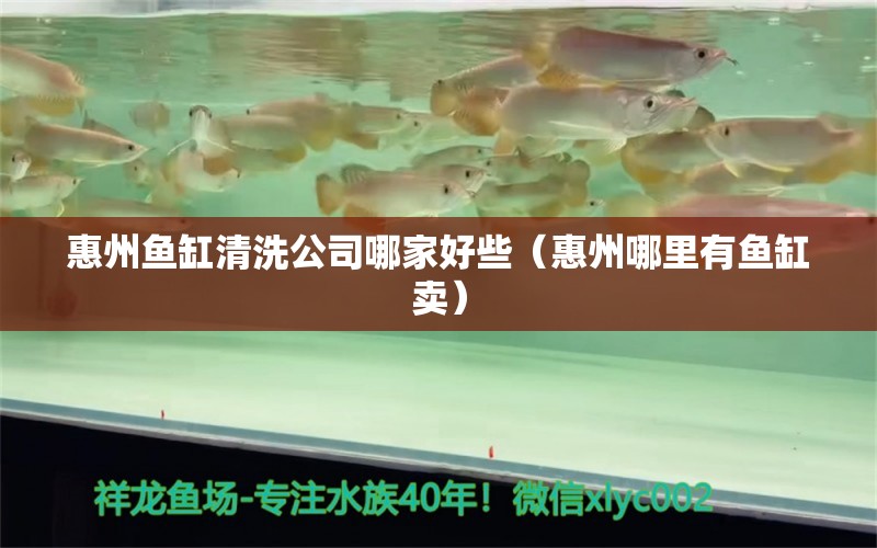 惠州魚缸清洗公司哪家好些（惠州哪里有魚缸賣） 祥龍水族護(hù)理水