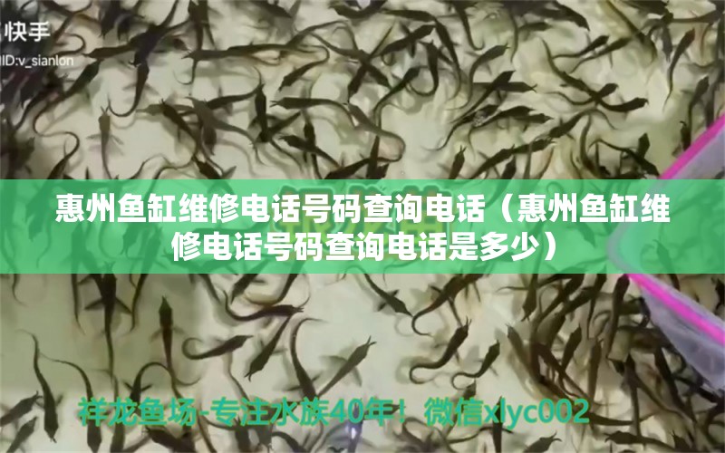 惠州魚缸維修電話號碼查詢電話（惠州魚缸維修電話號碼查詢電話是多少）