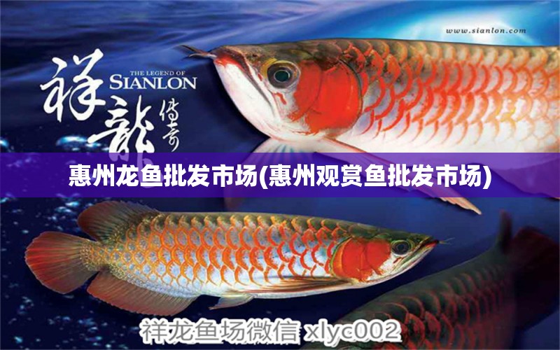 惠州龍魚批發(fā)市場(惠州觀賞魚批發(fā)市場) 觀賞魚批發(fā)