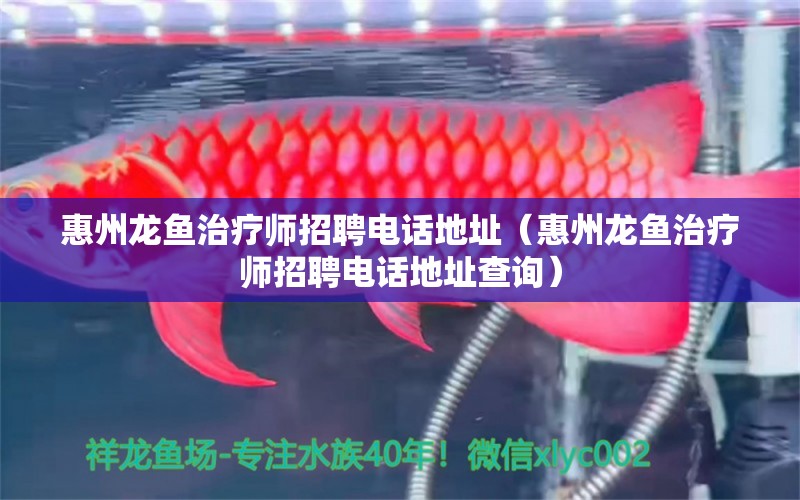 惠州龍魚(yú)治療師招聘電話地址（惠州龍魚(yú)治療師招聘電話地址查詢） 祥龍水族醫(yī)院