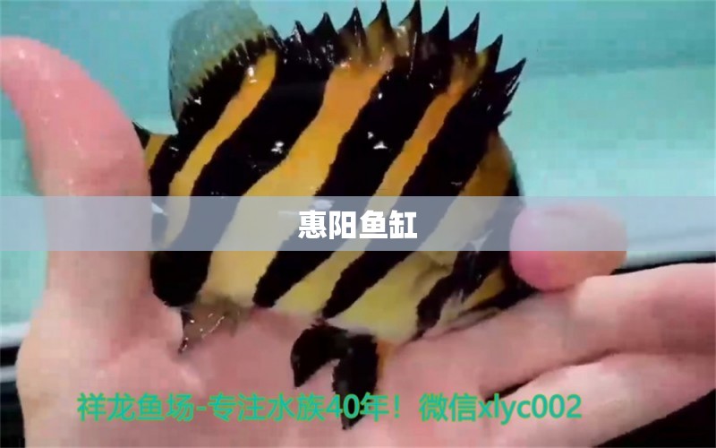 惠陽魚缸