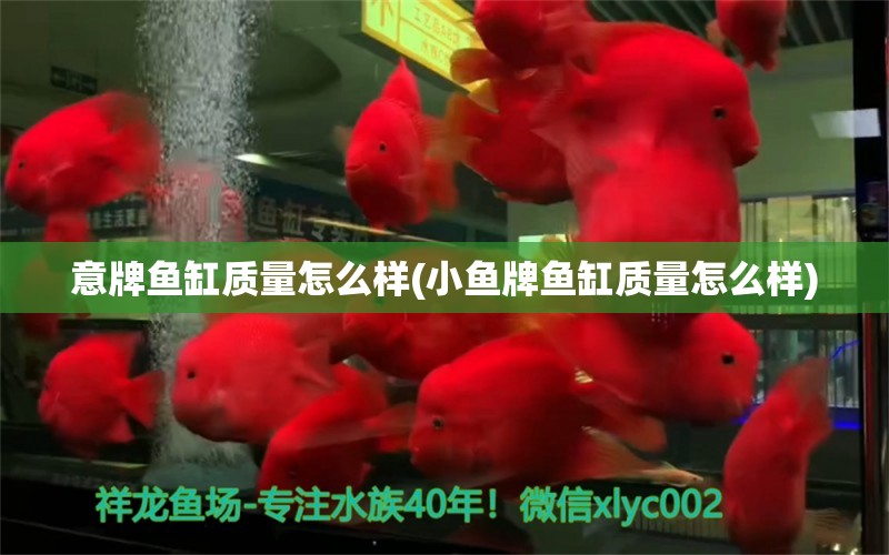 意牌魚缸質量怎么樣(小魚牌魚缸質量怎么樣) 熱帶魚魚苗批發(fā) 第1張