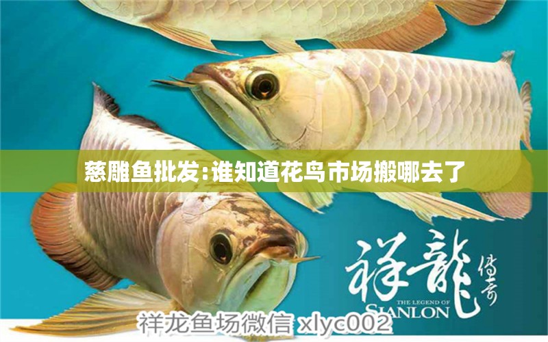 慈雕魚批發(fā):誰知道花鳥市場搬哪去了