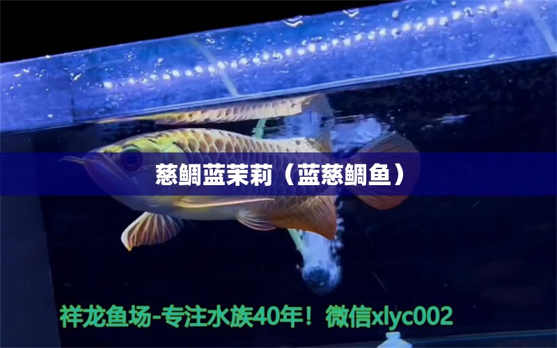 慈鯛藍(lán)茉莉（藍(lán)慈鯛魚） 2024第28屆中國國際寵物水族展覽會(huì)CIPS（長城寵物展2024 CIPS）