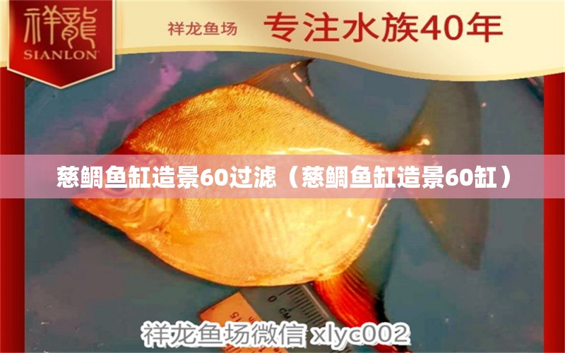 慈鯛魚(yú)缸造景60過(guò)濾（慈鯛魚(yú)缸造景60缸）