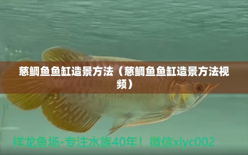 慈鯛魚魚缸造景方法（慈鯛魚魚缸造景方法視頻）