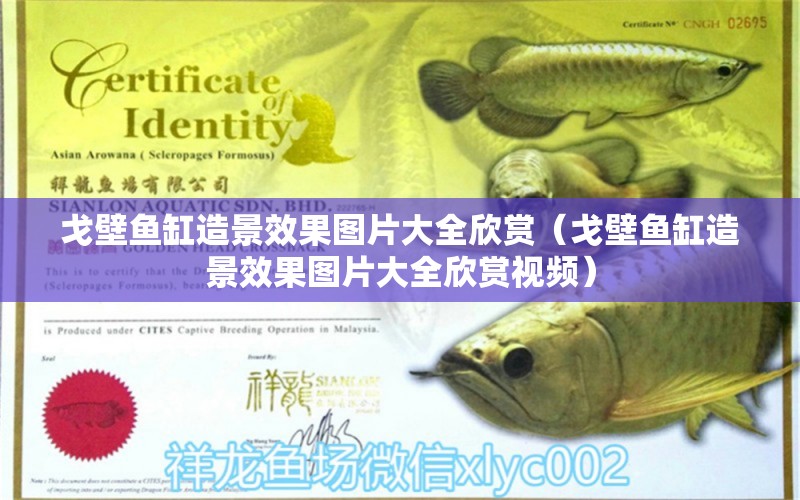 戈壁魚缸造景效果圖片大全欣賞（戈壁魚缸造景效果圖片大全欣賞視頻） 魚缸/水族箱