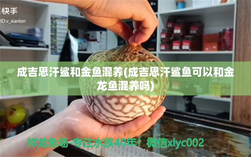 成吉思汗鯊和金魚混養(yǎng)(成吉思汗鯊魚可以和金龍魚混養(yǎng)嗎) 成吉思汗鯊（球鯊）魚