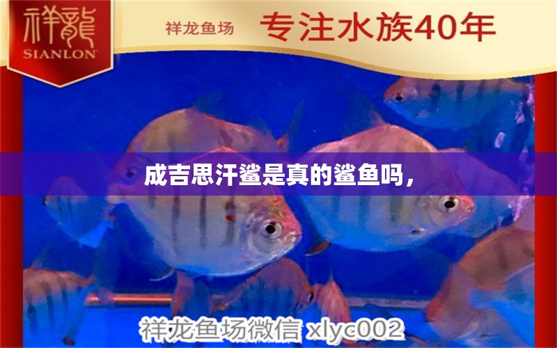 成吉思汗鯊是真的鯊魚(yú)嗎，