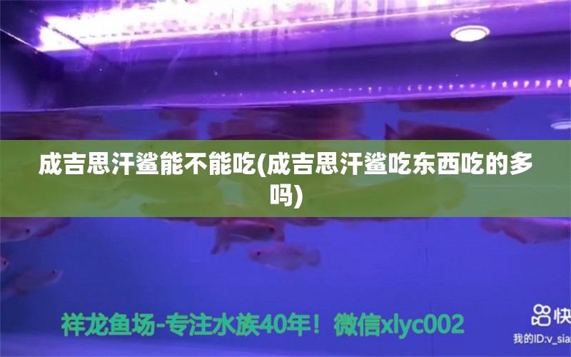 成吉思汗鯊能不能吃(成吉思汗鯊吃東西吃的多嗎) 成吉思汗鯊（球鯊）魚