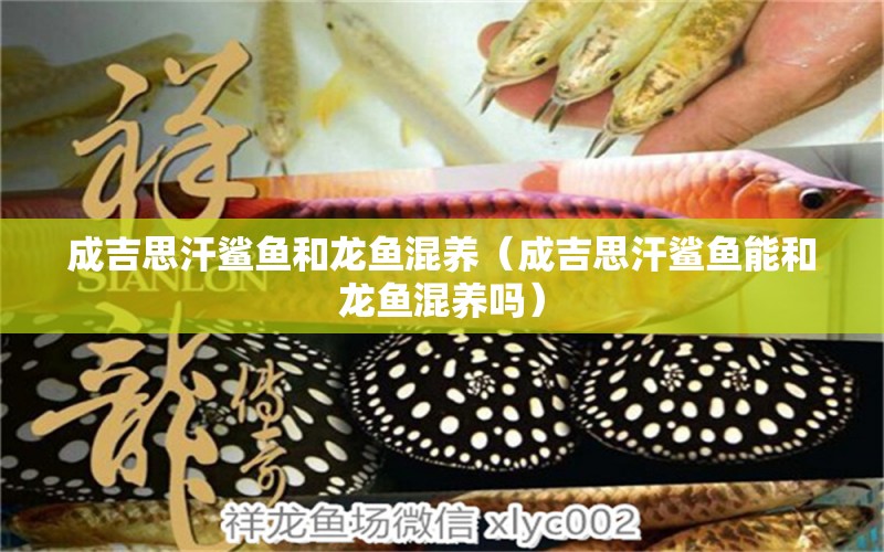 成吉思汗鯊魚(yú)和龍魚(yú)混養(yǎng)（成吉思汗鯊魚(yú)能和龍魚(yú)混養(yǎng)嗎）