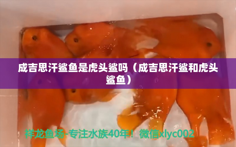 成吉思汗鯊魚(yú)是虎頭鯊嗎（成吉思汗鯊和虎頭鯊魚(yú)）