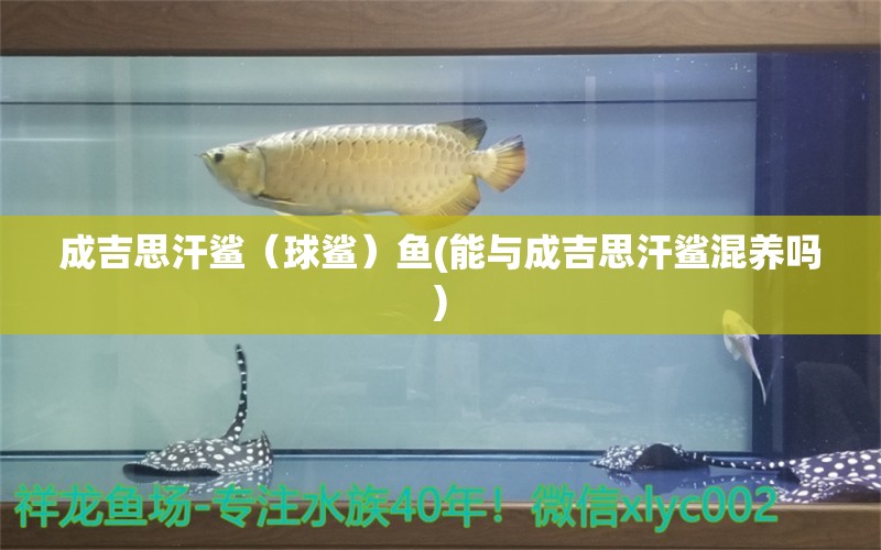 成吉思汗鯊（球鯊）魚(yú)(能與成吉思汗鯊混養(yǎng)嗎)