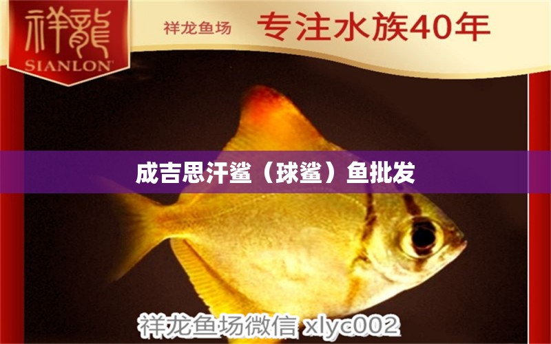 成吉思汗鯊（球鯊）魚(yú)批發(fā)