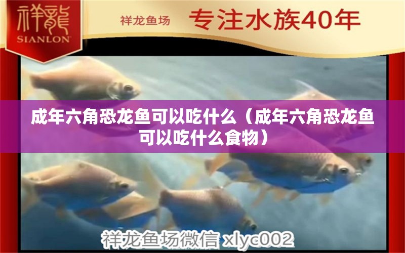 成年六角恐龍魚可以吃什么（成年六角恐龍魚可以吃什么食物）