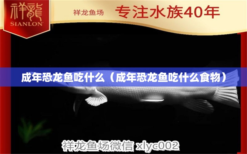 成年恐龍魚吃什么（成年恐龍魚吃什么食物） 黃金河虎魚