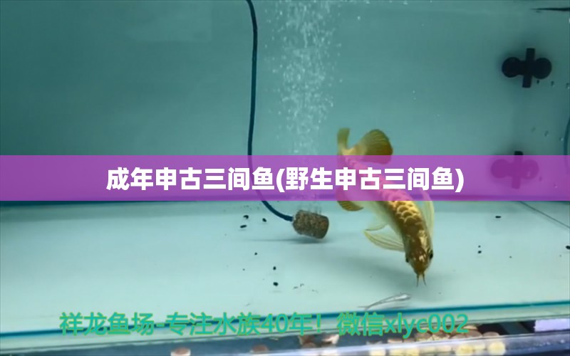 成年申古三間魚(野生申古三間魚) 申古三間魚