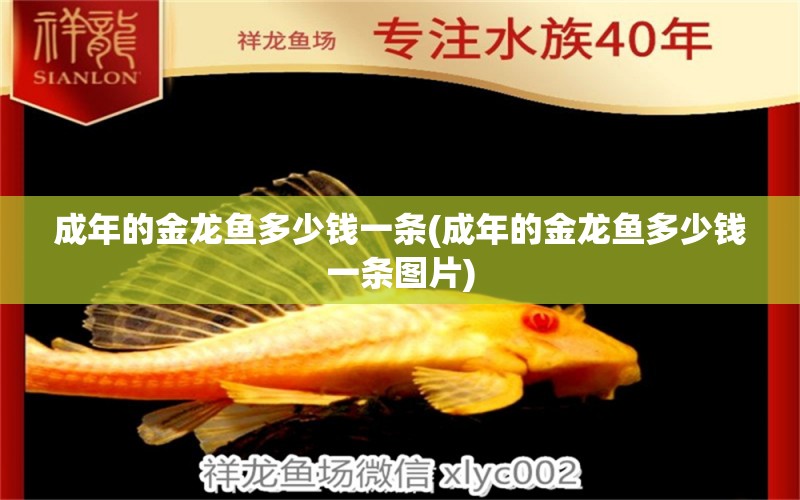 成年的金龍魚多少錢一條(成年的金龍魚多少錢一條圖片) 綠皮辣椒小紅龍