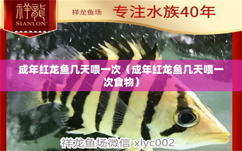 成年紅龍魚幾天喂一次（成年紅龍魚幾天喂一次食物）