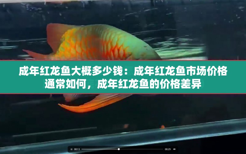 成年紅龍魚大概多少錢：成年紅龍魚市場價格通常如何，成年紅龍魚的價格差異 水族問答