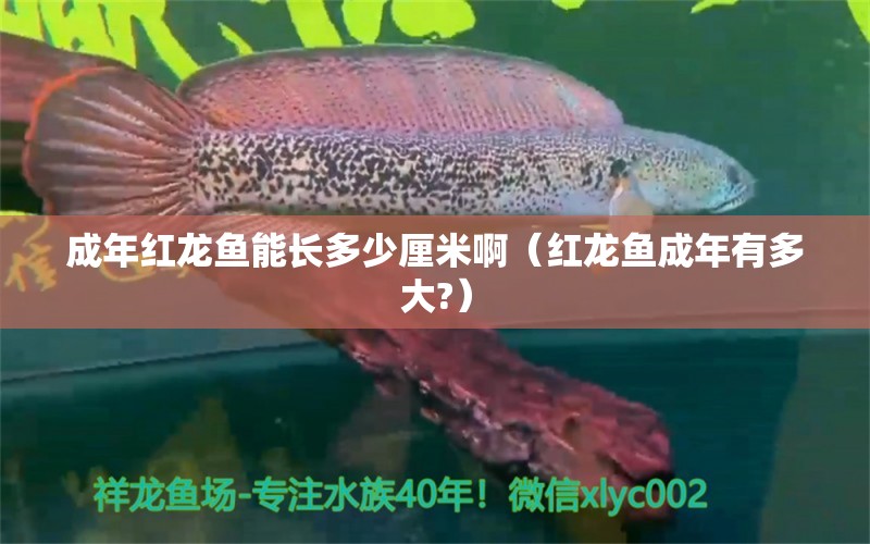 成年紅龍魚能長多少厘米啊（紅龍魚成年有多大?） 夢幻雷龍魚