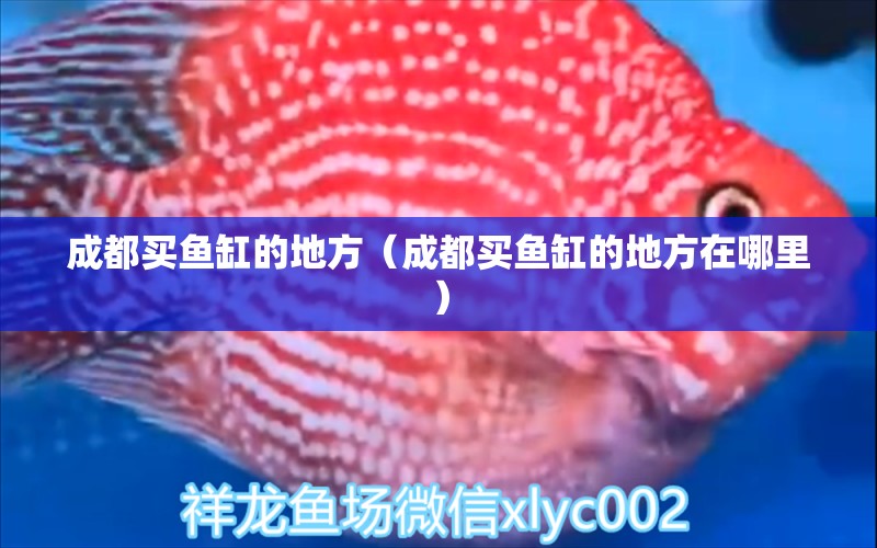 成都買魚缸的地方（成都買魚缸的地方在哪里）