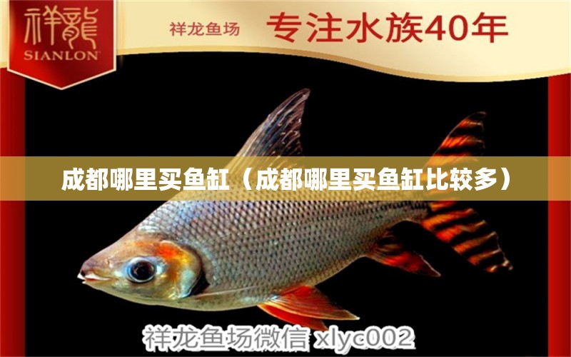 成都哪里買魚(yú)缸（成都哪里買魚(yú)缸比較多）